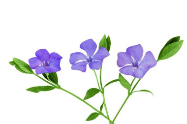 Beyaz arka planda izole edilmiş Vinca çiçekleri. Kopya alanı ile hassas çiçek düzenlemeleri. Vinka minör.