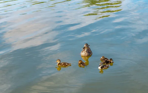 Mother Duck Her Beautiful Fluffy Ducklings Swims Lake Animals Wild — Stock Photo, Image