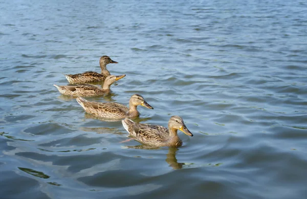 Wild young mallard ducks swim in a pond on a warm summer day.