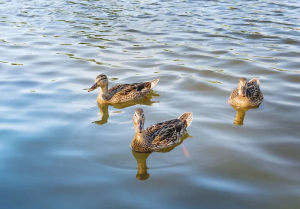 Patos Jóvenes Salvajes Nadando Estanque Cálido Día Verano Primer Plano Imágenes de stock libres de derechos