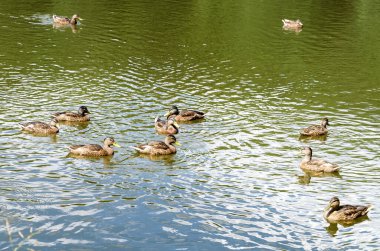 Sonbaharda, vahşi ördekler gölün sularında yüzerler. Sonbahar göletinde su kuşu