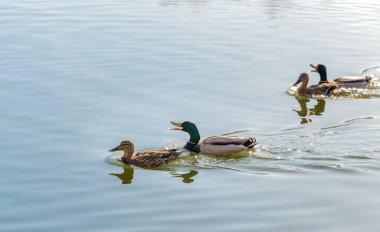 Bir sonbahar günü dört sevimli ördek gölde yüzer. Gölette su kuşu