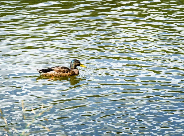 Young wild mallard drake swims in a pond on a warm day