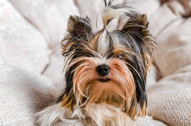 Yorkshire teriyer köpeği, patileri önde, arka planda açık bir şekilde kanepede uzanıyor.