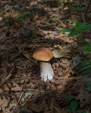 Sıcak bir günde ormanda yetişen doğal Porcini mantarı.