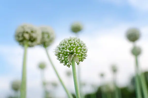 White onion flowers on the field. Onion inflorescence close-up. Natural background with copy space.