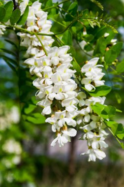 Beyaz akasya çiçekli dal, bahar doğal fotokopi alanı arka planı. Yeşil arka planda çiçek açan akasya dalı.