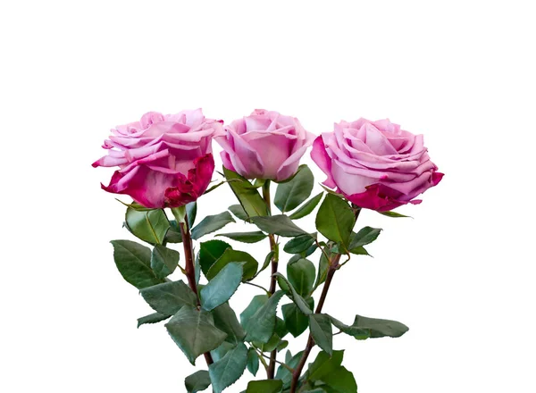 Natural roses isolated on a white background. Three flowers close-up, a gift for the holiday.