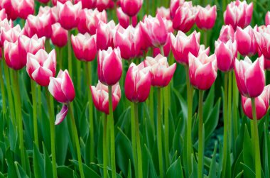 Güneşli bir günde açan laleler, parlak doğal arka plan, yakın plan