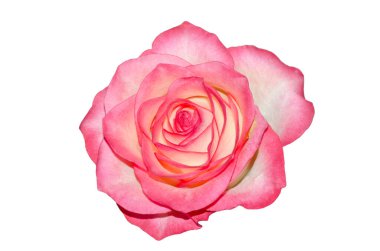 Yakından bir gül çiçeği, beyaz bir arka planda izole edilmiş.