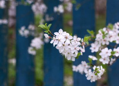 Kiraz çiçeği dalı yakından, doğal bahar arkaplanı fotokopi alanı ile