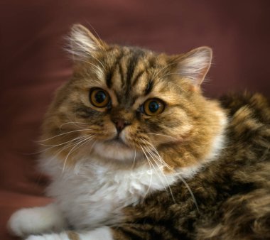 Kocaman yeşil gözleri olan evcil, tüylü kedi, yakın plan, kopyalama alanı olan.