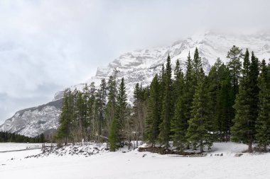 Kanada Alberta 'da karla kaplı dağlar nefes kesici manzaralı görkemli bir manzara sunuyor. Uzun dağ zirveleri, pofuduk beyaz karla kaplı, parlak güneş ışığı altında parlıyor, derin mavi gökyüzü ile güzel tezat oluşturuyor. Ön plan ise...