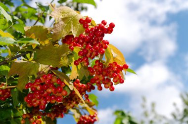 Yeşil ve kahverengi yapraklarla yakın plan çekilmiş Viburnum üzümleri, açık mavi gökyüzüne vurgulanmış, sonbaharın canlı renklerini yakalıyor