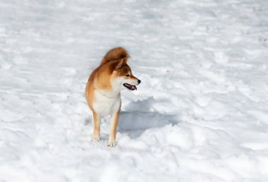 Bir shiba inu açık mavi gökyüzünün altında, açık havada kış gününün tadını çıkararak, taze pofuduk karların arasında mutlu bir şekilde dolaşır..
