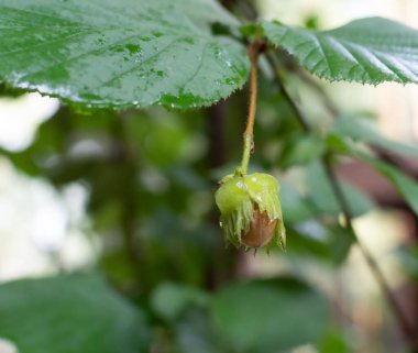 Yeşillik yeşil yapraklarla çevrili bir ağaç dalında büyüyen olgunlaşmamış bir fındık ağacının canlı yakın çekimi bu fındığın erken büyüme aşamasını tasvir ediyor. Doğal güzellik ve tarım bağlamını yakalar.