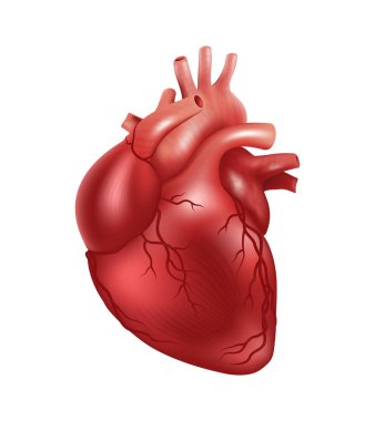 İnsan kalbi, beyaz arka planda izole edilmiş 3 boyutlu gerçekçi vektör. Kalp damar sistemiyle anatomik olarak doğru