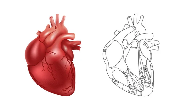 現実的な3D人間の心臓とその内部構造の図面 医療ポスター 科学的アトラス 記事のベクトルイラスト — ストックベクタ
