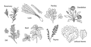Yeşil bitkiler izole edilmiş. Kekik, biberiye, maydanoz, fesleğen, dereotu, pırasa, karahindiba, marul yaprağı, baharat. Sağlıklı besin vektörü doğrusal illüstrasyon, özet