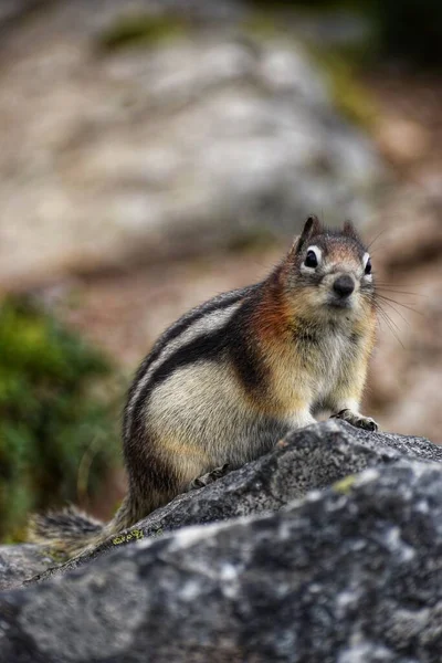 一只可爱的花栗鼠坐在岩石上的垂直镜头 — 图库照片