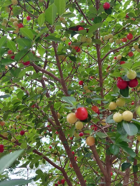 Tomates Vermelhos Brancos Uma Árvore — Fotografia de Stock