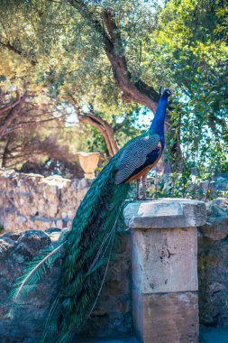 Hayvanat bahçesindeki tavus kuşu