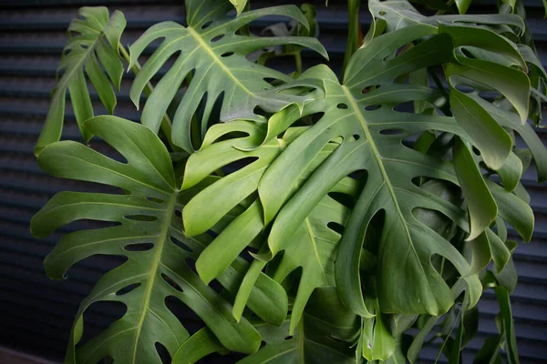 Zielony Liść Tropikalny Ogrodzie Tło Natury — Zdjęcie stockowe