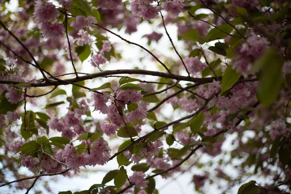 Fleurs Cerisier Dans Parc — Photo