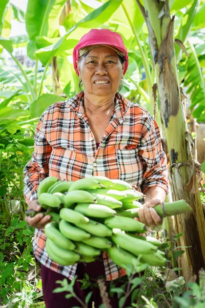 stock image Asian retired elderly farmer happily harvests bananas Planting non-toxic bananas in rural areas