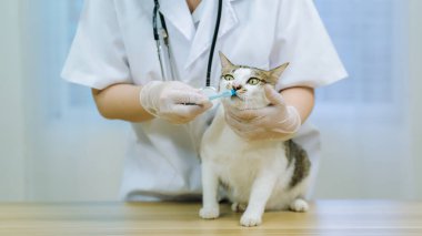 Veteriner kedinin dişlerini temizliyor. Hayvan kliniğinde. Sağlık kontrolü ve aşı. hayvan sağlığı hizmetleri