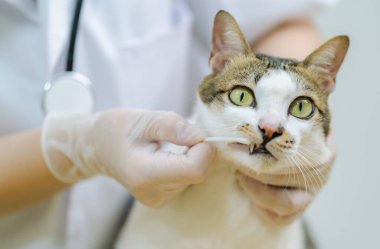 Veteriner kedinin dişlerini temizliyor. Hayvan kliniğinde. Sağlık kontrolü ve aşı. hayvan sağlığı hizmetleri