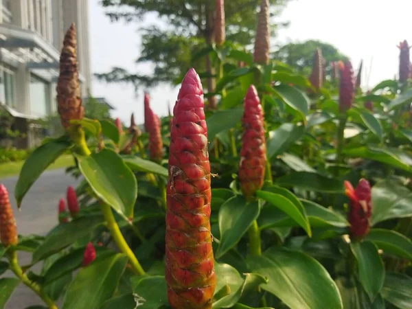 Güzel botanik fotoğrafı, doğal duvar kağıdı.