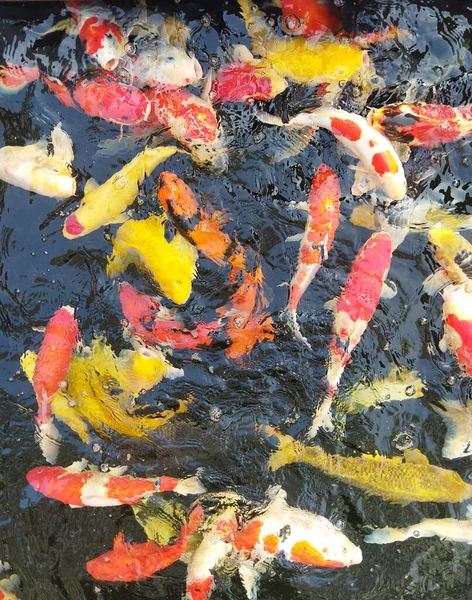 Suda renkli sazan balığı