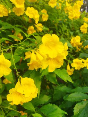 Bahçedeki güzel sarı çiçekler