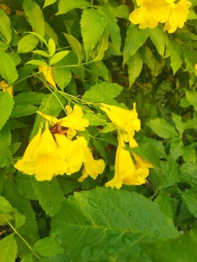 Bahçedeki güzel sarı çiçekler