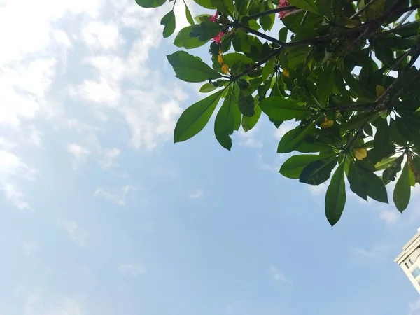 木の枝 空とクロウが地面として緑色の植物 — ストック写真