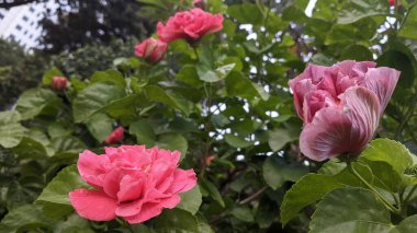 Bahçedeki güzel pembe amber çiçeği