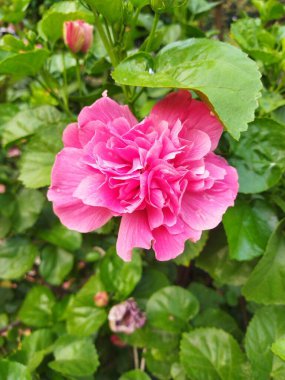 hibiscus Rossa güzel pembe çiçek yalıtılmış yeşil yapraklar arka plan 