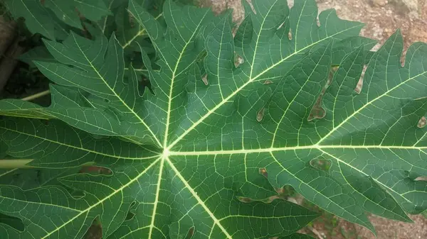 Yeşil bitki, bitki ve yapraklar.