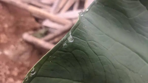 yeşil yapraklar, bitki yaprakları