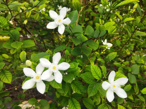 Beyaz Arap yasemin sambası. Bahçede makro perspektifli beyaz çiçekler. Yıldız şeklinde güzel bir çiçek.