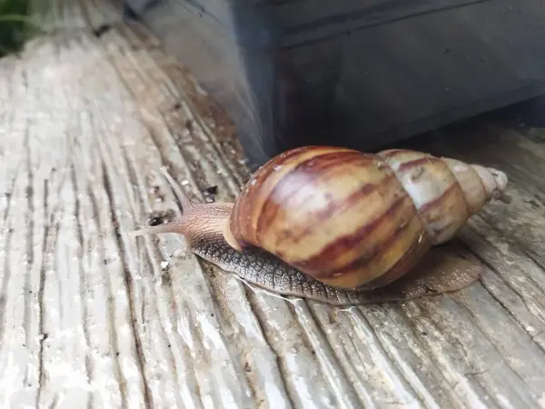 Islak Beton Üzerine Dev Salyangoz