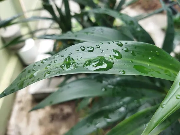 Güzel yeşil yağmur damlaları