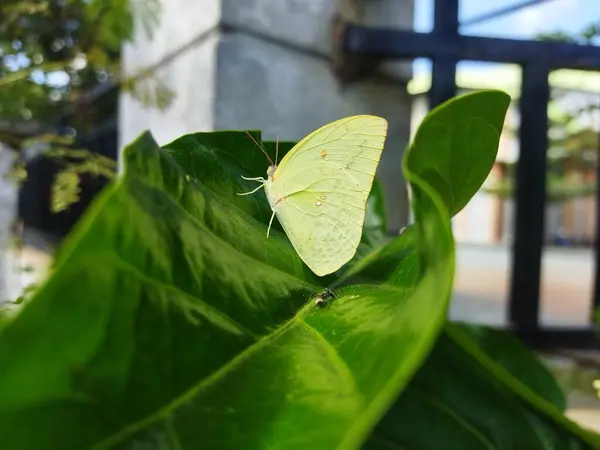 Yeşil yaprağın üzerinde güzel sarı kelebek