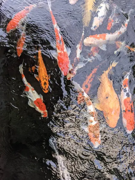 Göldeki koi balığı.