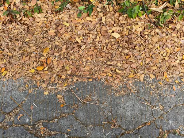 Çatlak kaldırımda düşen yapraklar Dokusal bir sonbahar sahnesi