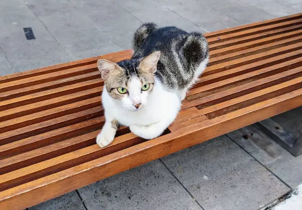 Sevimli kedi bankta yatıyor.