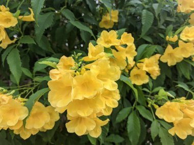 Tecoma stans güzel trompet şekilli çiçekler, yaygın olarak Sarı Çanlar olarak bilinir, Sarı Trompet, ya da Sarı Yaşlı bahçede