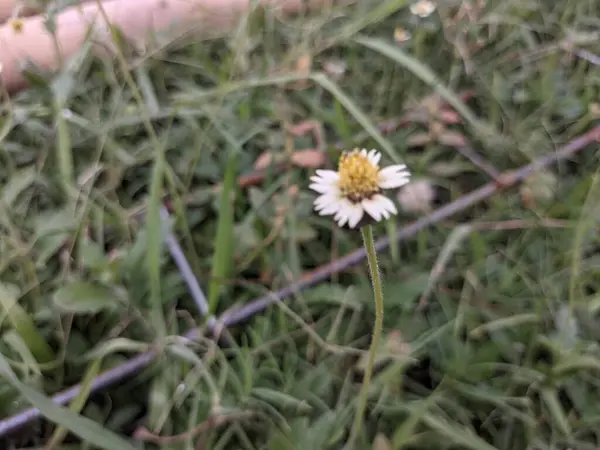 Bahçedeki güzel ceket düğmesi çiçekleri