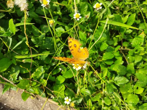 Güzel turuncu kelebek bir çiçekte